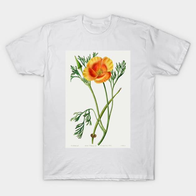 California poppy - Botanical Illustration T-Shirt by chimakingthings